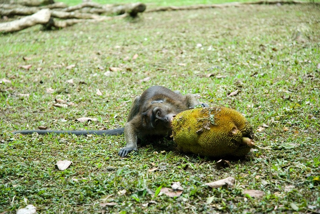 Abe Bohol_PHI4140.jpg - Long-tailed macaque (Macaca fascicularis) Rajah Sikatuna National Park The Philippines January 2008